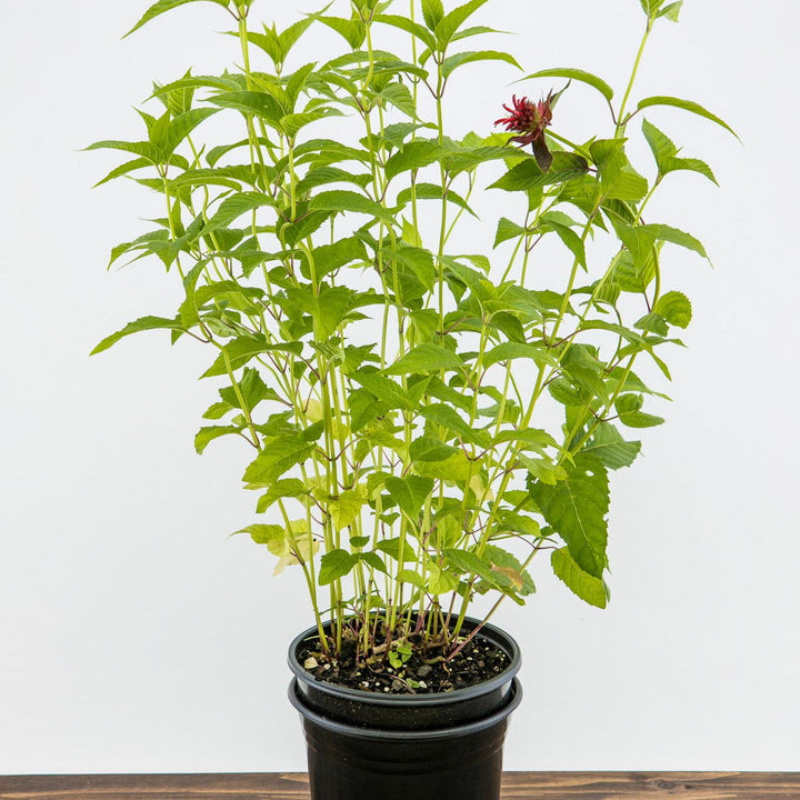 Monarda didyma 'Jacob Cline' ~ Jacob Cline Bee Balm-ServeScape