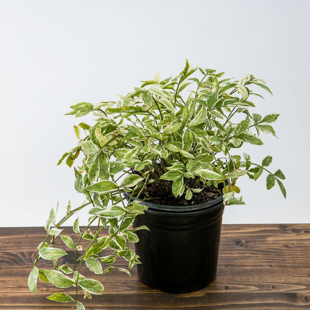 Polemonium reptans 'Touch of Class' ~ Touch of Class Creeping Jacob's Ladder-ServeScape