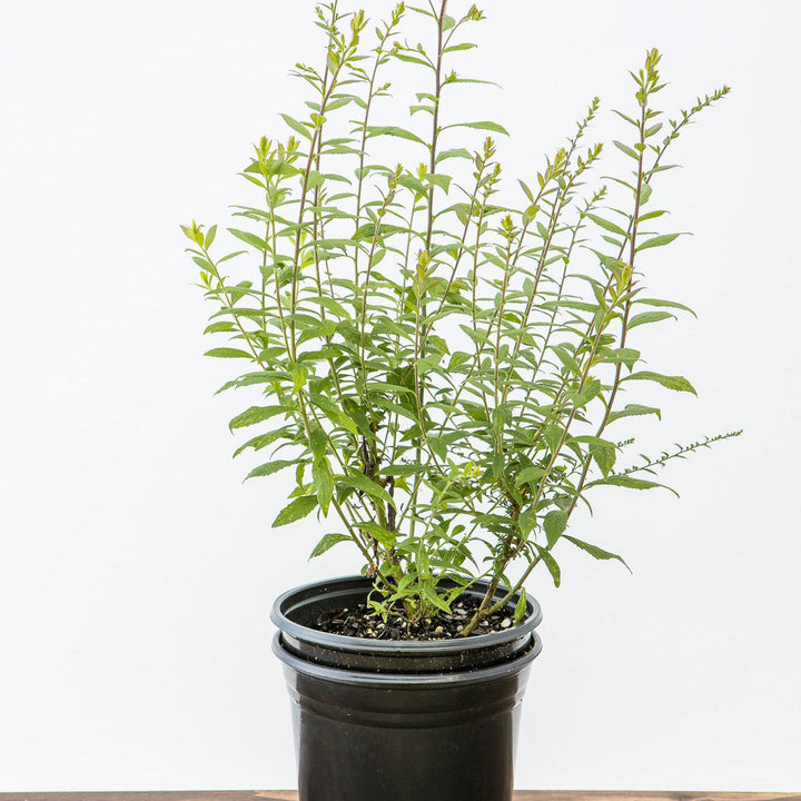 Solidago rugosa 'Fireworks' ~ Fireworks Goldenrod-ServeScape