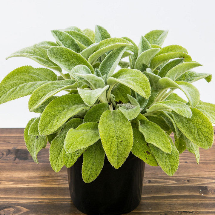 Stachys byzantina 'Helene von Stein' ~ Giant Lamb's Ear-ServeScape