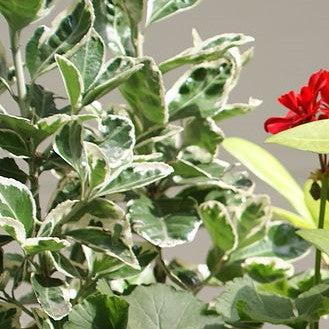 Euonymus fortunei 'Ivory Jade' ~ Ivory Jade Wintercreeper-ServeScape