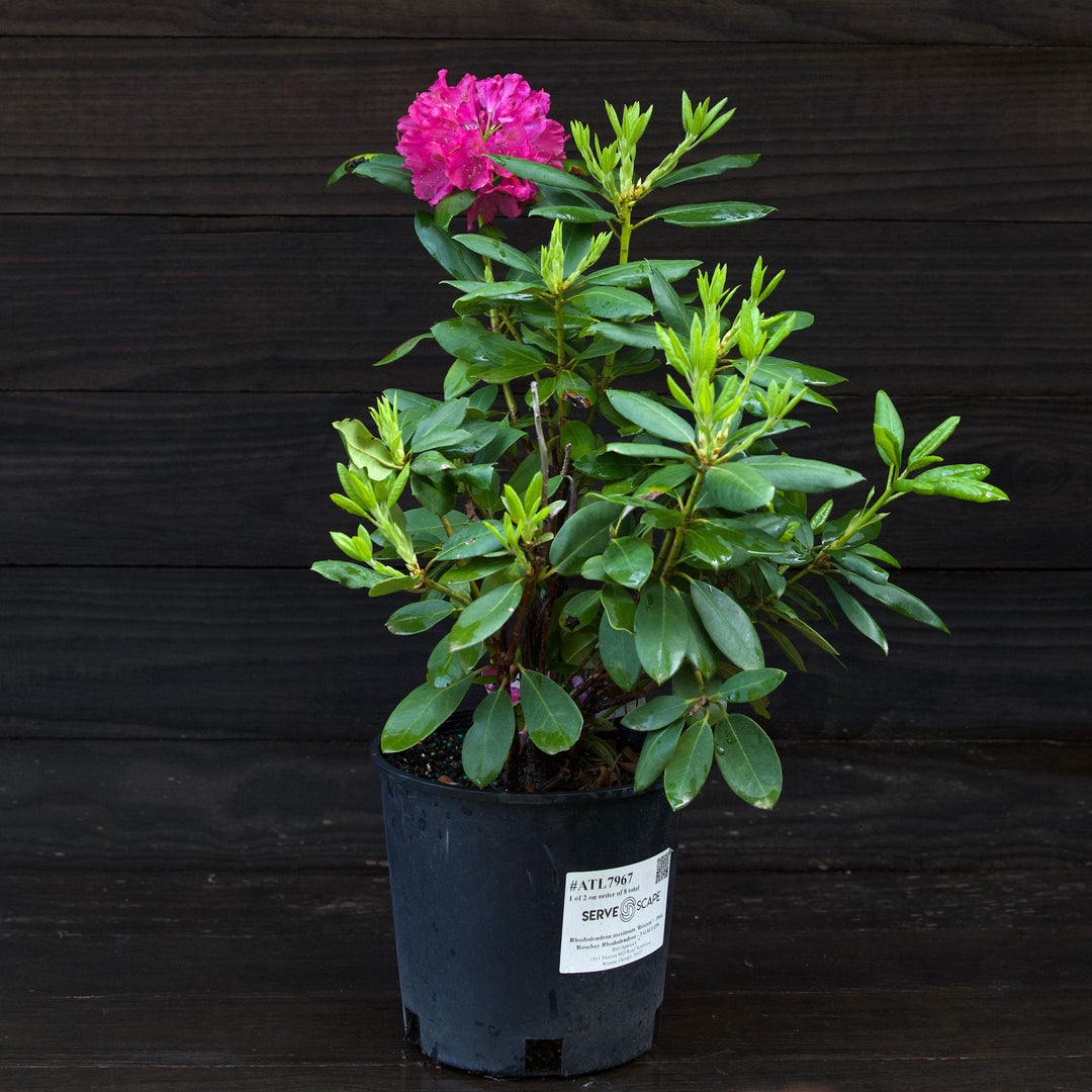 Rhododendron maximum 'Roseum' ~ Pink Rosebay Rhododendron-ServeScape
