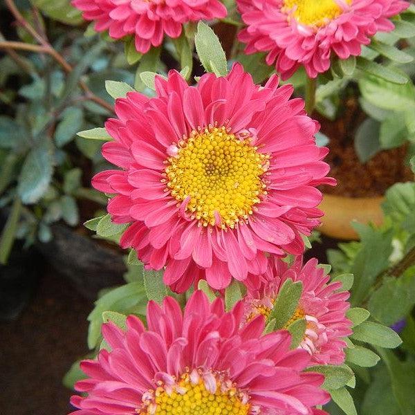 Aster novae-angliae 'Kickin Carmine Red'~ Kickin® Carmine Red New England Aster-ServeScape