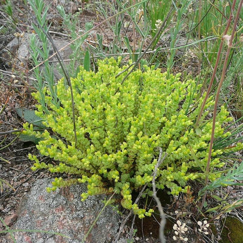 golden moss succulent Gold Moss Sedum