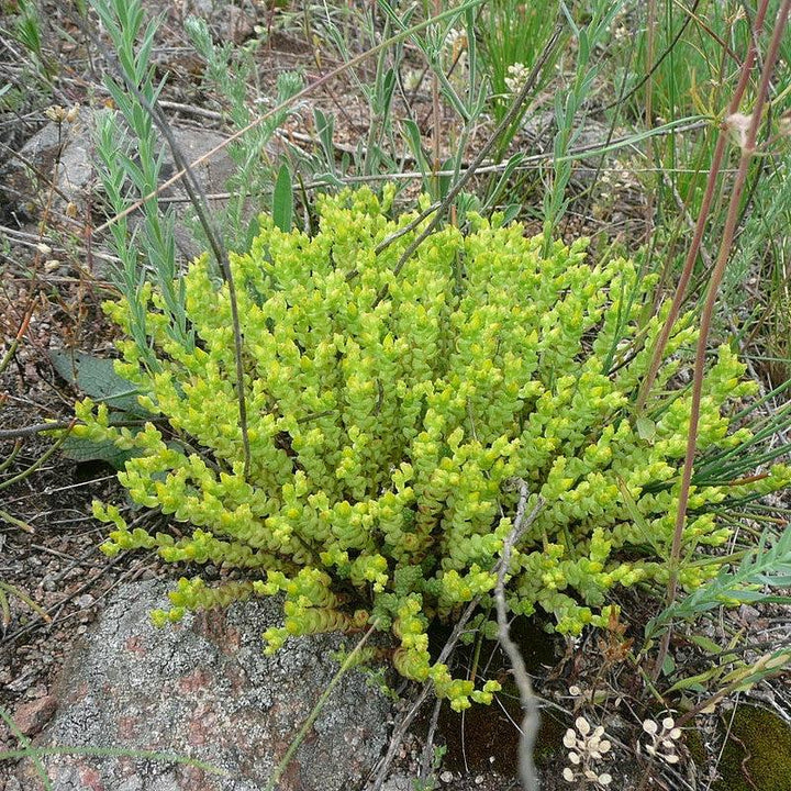 Sedum acre var aurea ~ Gold Moss Sedum-ServeScape