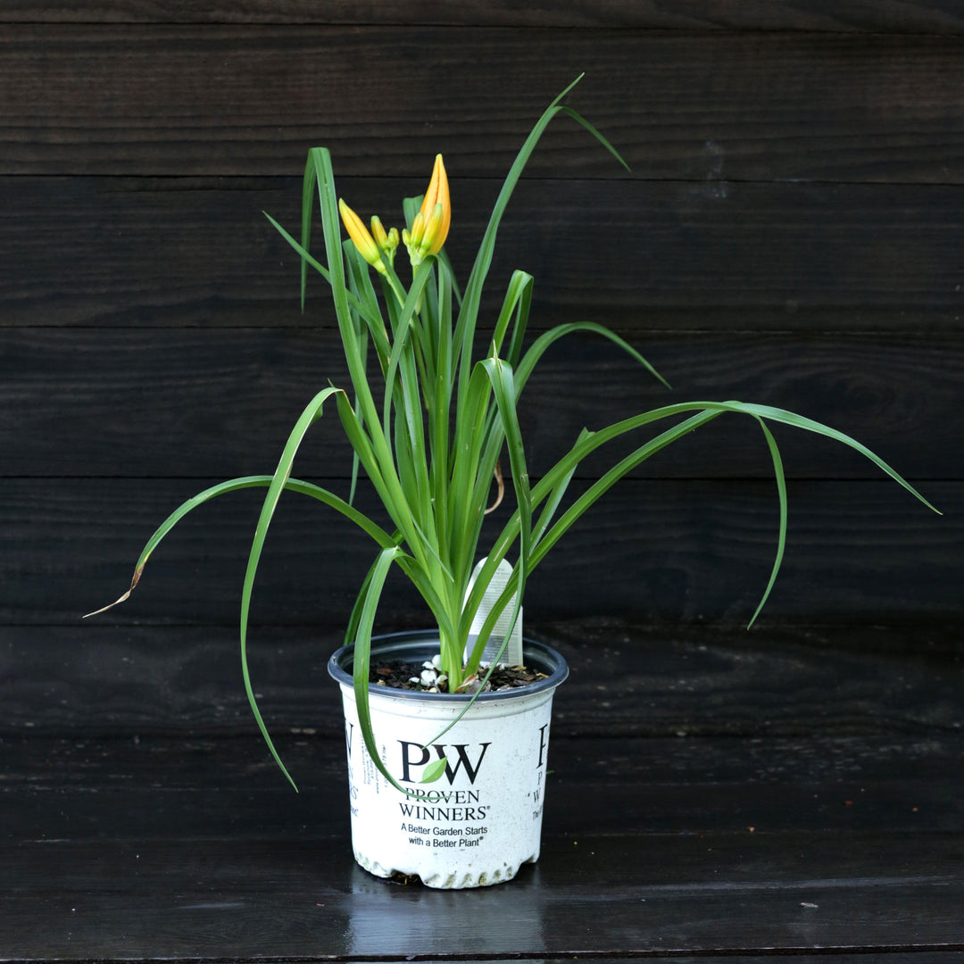 Hemerocallis 'Primal Scream' ~ Rainbow Rhythm® 'Primal Scream' Daylily-ServeScape