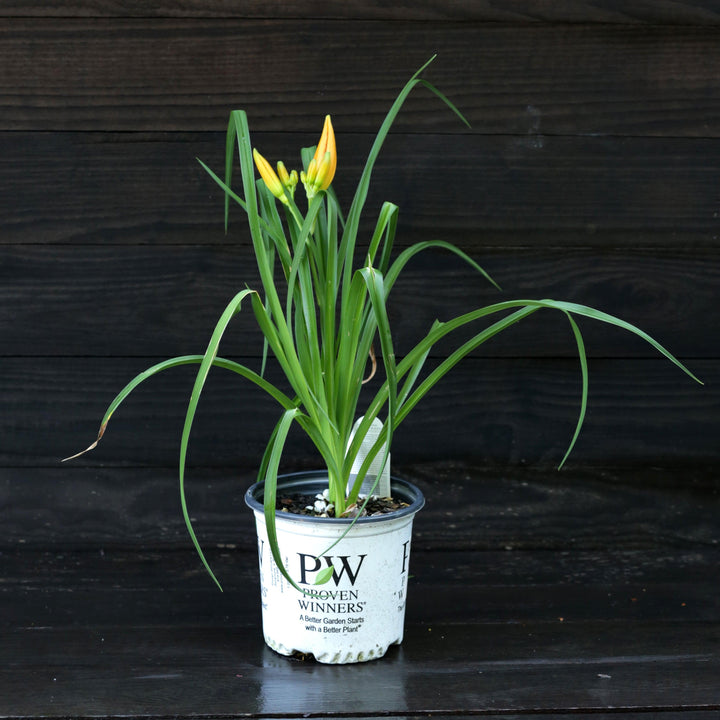 Hemerocallis 'Primal Scream' ~ Rainbow Rhythm® 'Primal Scream' Daylily-ServeScape