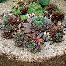 Sempervivum 'Jade Rose' ~ Jade Rose Hens and Chicks-ServeScape