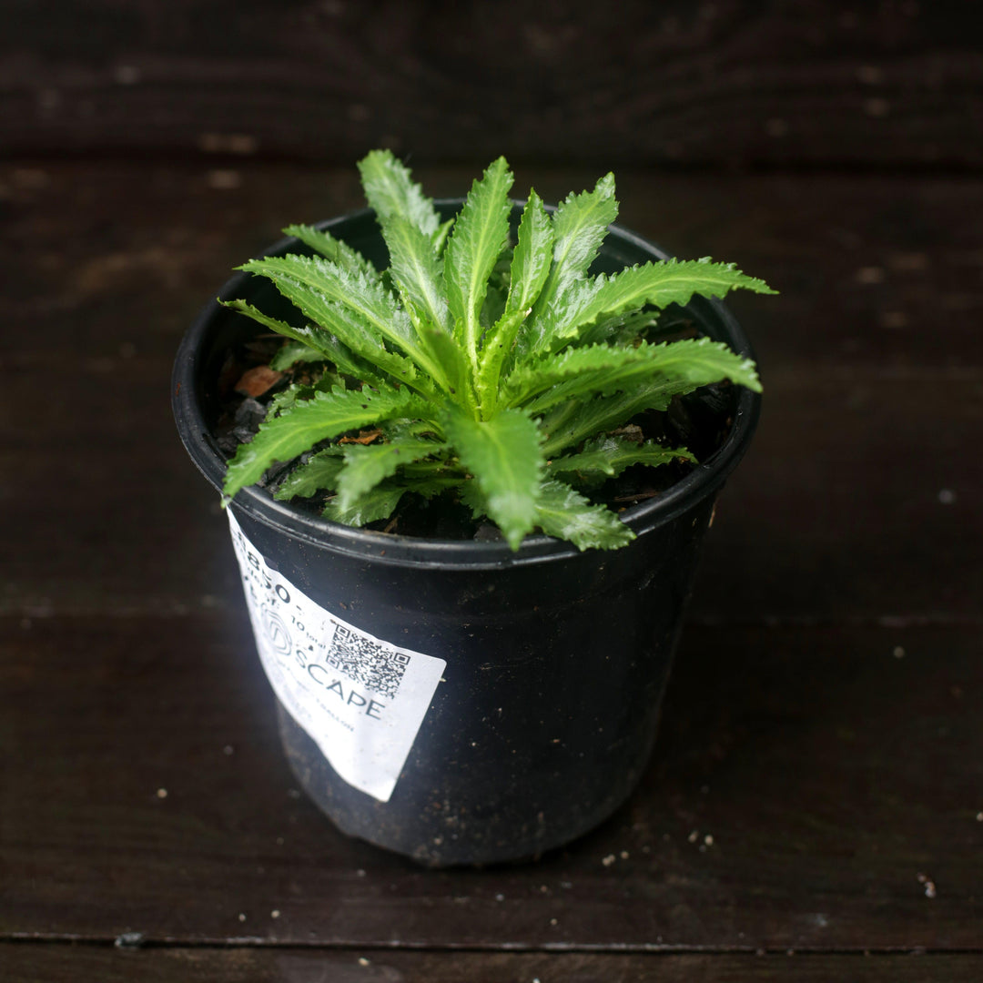 Lobelia cardinalis ~ Cardinal Flower-ServeScape