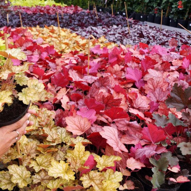 Heuchera 'Magma' ~ Magma Coral Bells-ServeScape
