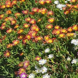Delosperma nubigenum 'W1813' ~ WOW® Hot Orange Ice Plant-ServeScape