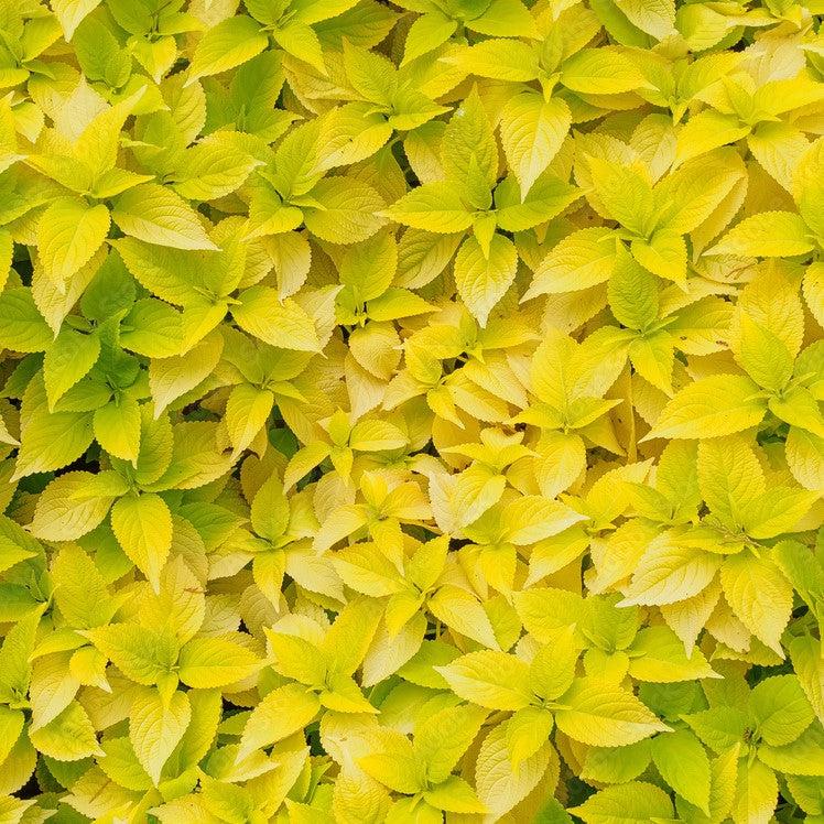 Solenostemon scutellarioides 'Solar Shade’ ~ Solar Shade Coleus-ServeScape