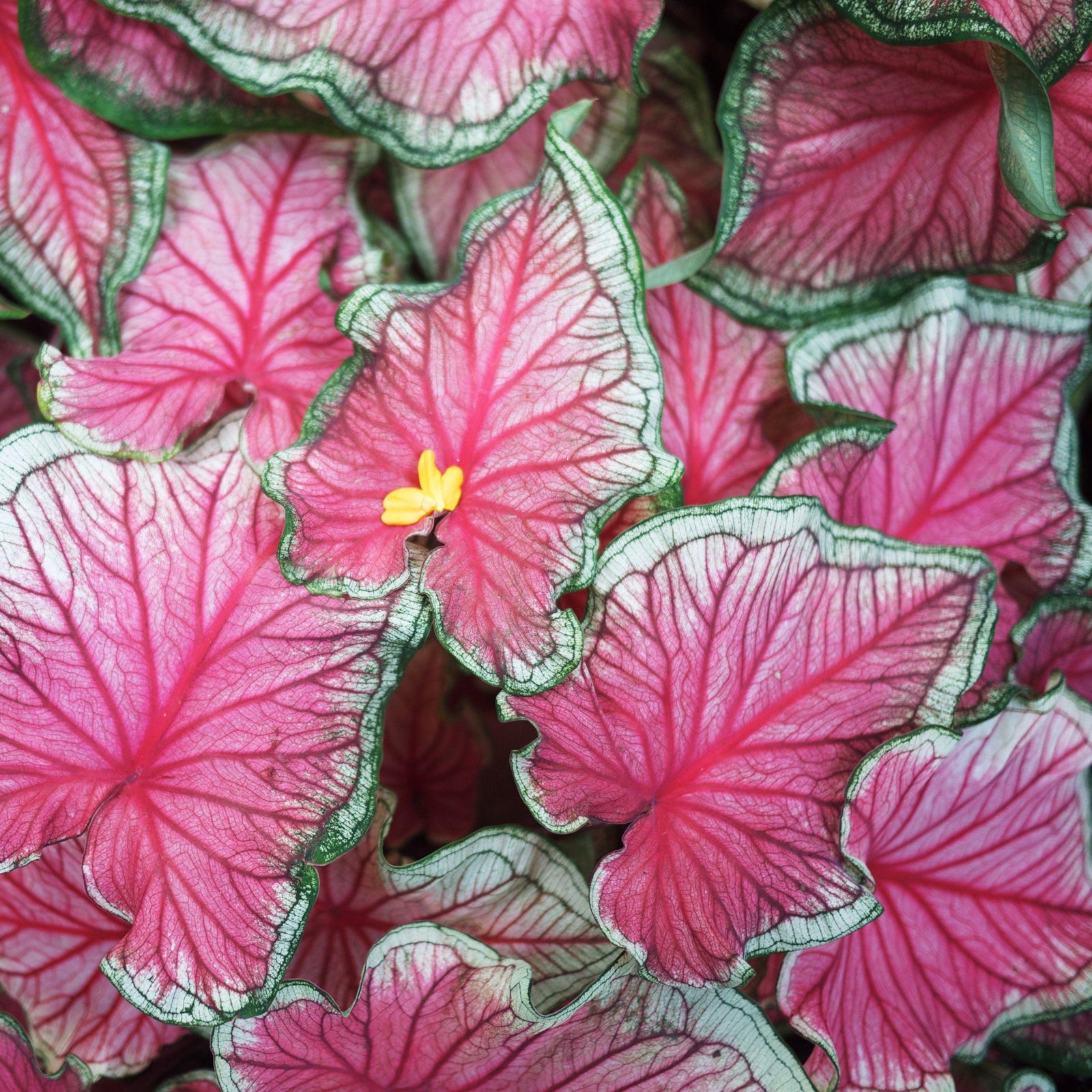 Caladium 'Florida Sweetheart' ~ Florida Sweetheart Caladium-ServeScape