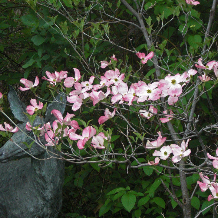 Cornus florida 'Rubra' ~ Pink Flowering Dogwood-ServeScape