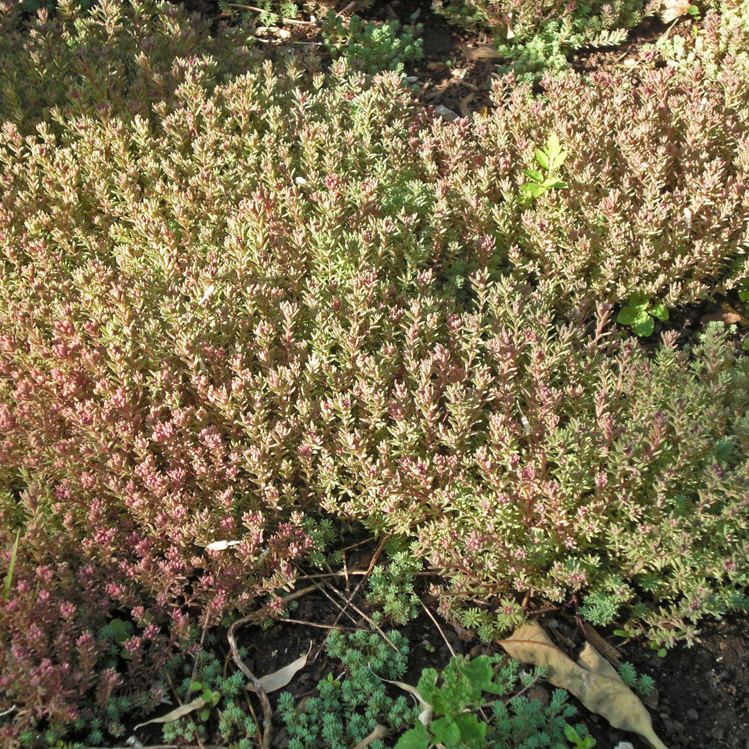 Sedum hispanicum var. minus ~ Dwarf Spanish Stonecrop-ServeScape