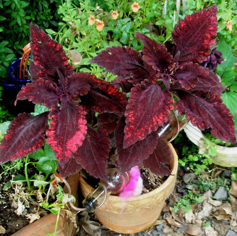 Solenostemon scutellarioides 'Mariposa’ ~ Mariposa Coleus-ServeScape