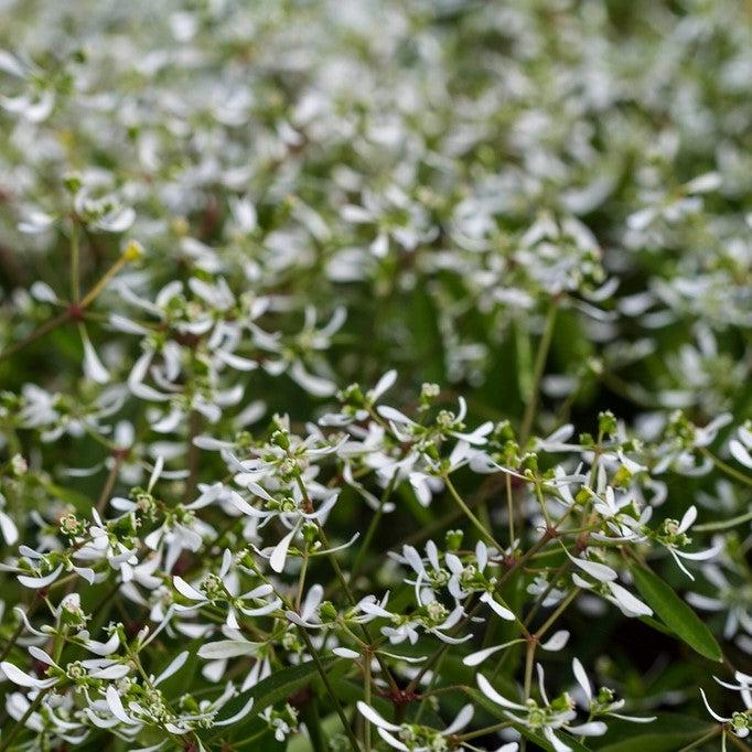 Euphorbia hypericifolia 'Hip Hop' ~ Hip Hop Euphorbia-ServeScape