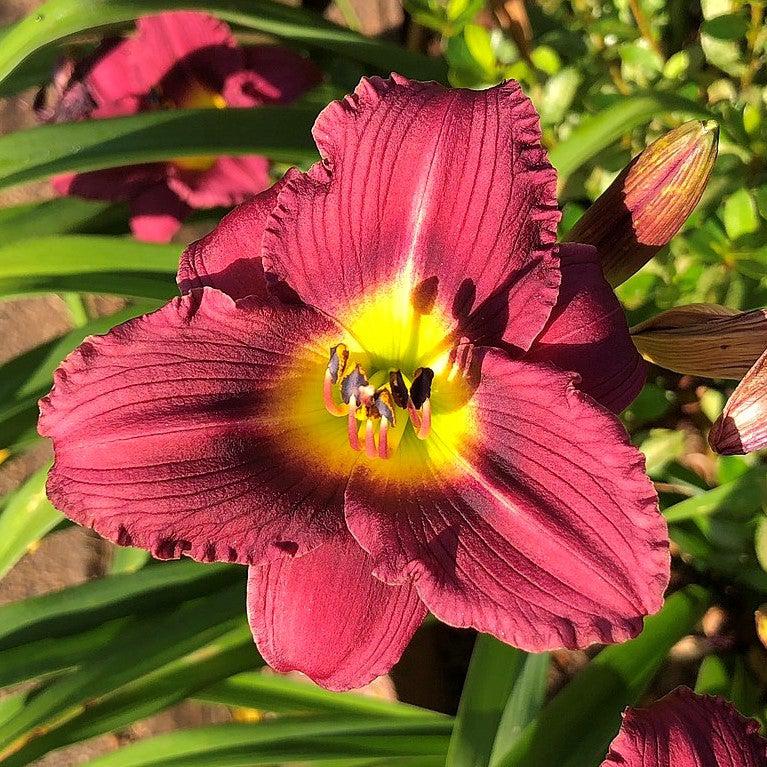 Hemerocallis x 'SPD 06-012' PP23403 ~ Jamaica Sunrise™ Daylily-ServeScape