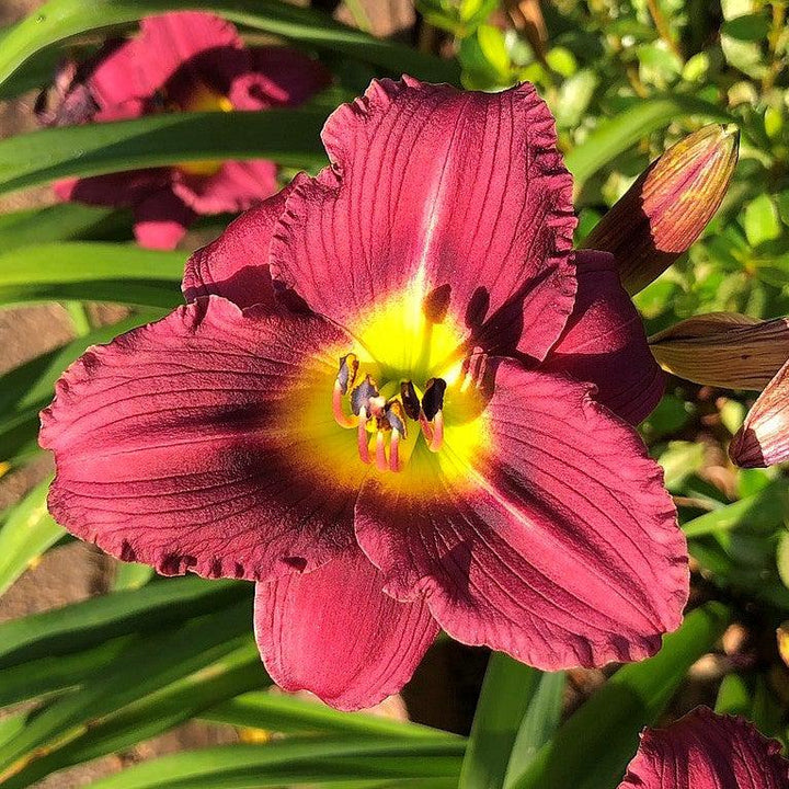 Hemerocallis x 'SPD 06-012' PP23403 ~ Jamaica Sunrise™ Daylily-ServeScape