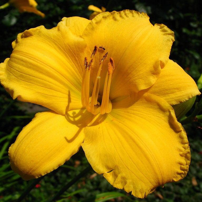 Hemerocallis 'Stella Bella' ~ Stella Bella Daylily-ServeScape