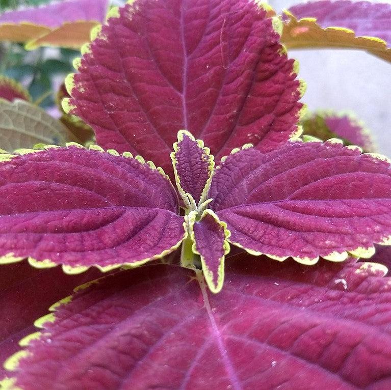 Solenostemon scutellarioides 'Trailing Rose’ ~ Stained Glassworks™ Trailing Rose Coleus-ServeScape