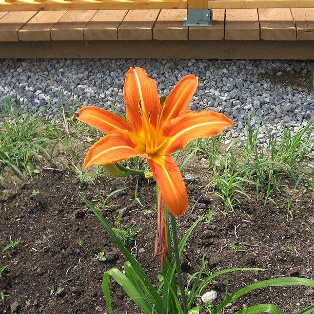 Hemerocallis fulva ~ Orange Daylily-ServeScape