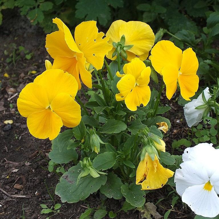Viola x wittrockiana 'Inspire DeluXXe Yellow' ~ Inspire DeluXXe® Yellow Pansy-ServeScape