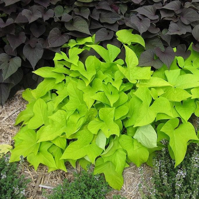 Ipomoea batatas 'Margie Compact' ~ Margie Compact Sweet Potato-ServeScape