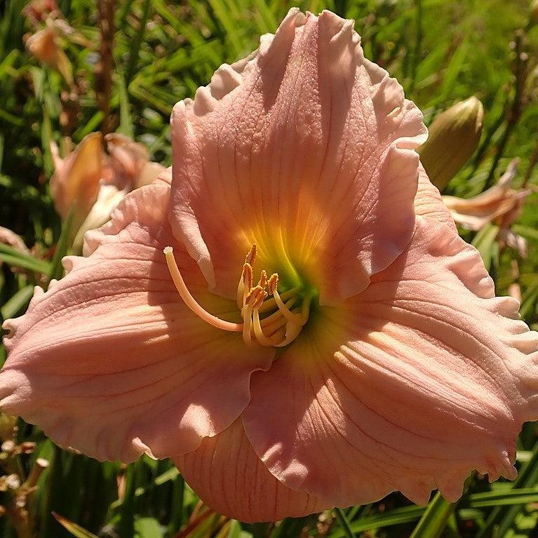 Hemerocallis 'Barbara Mitchell' ~ Barbara Mitchell Daylily-ServeScape
