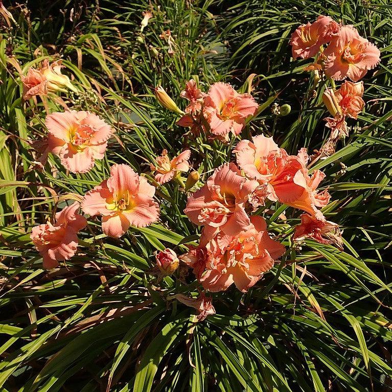 Hemerocallis 'Siloam Double Classic' ~ Siloam Double Classic Daylily-ServeScape