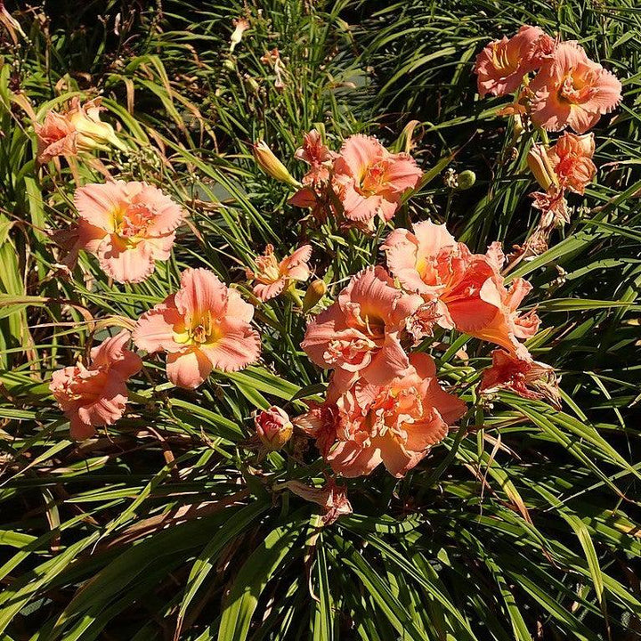 Hemerocallis 'Siloam Double Classic' ~ Siloam Double Classic Daylily-ServeScape