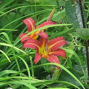 Hemerocallis 'Autumn Red' ~ Autumn Red Daylily-ServeScape