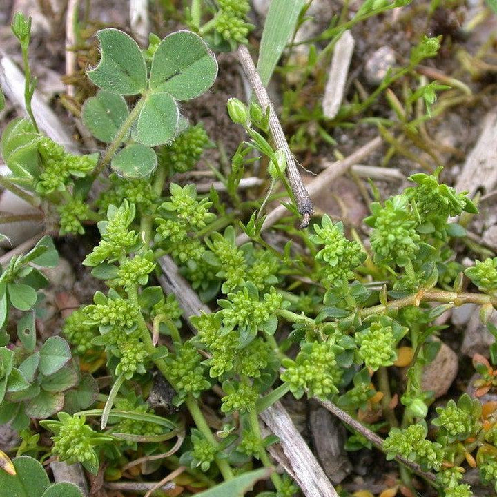 Herniaria glabra ~ Green Carpet, Rupturewort-ServeScape