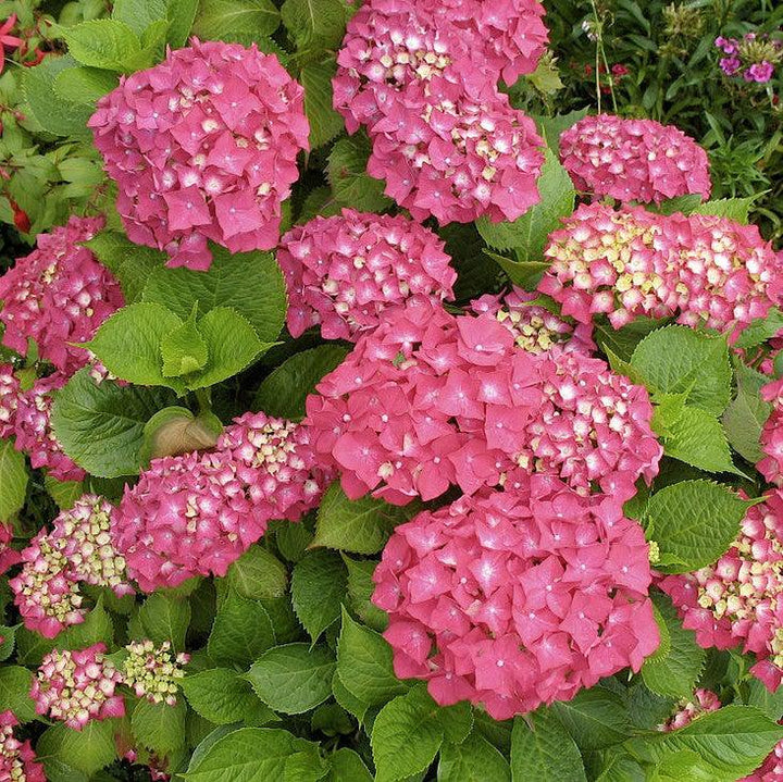 Hydrangea macrophylla 'Cardinal Light Red' ~ Cardinal Light Red Hydrangea-ServeScape