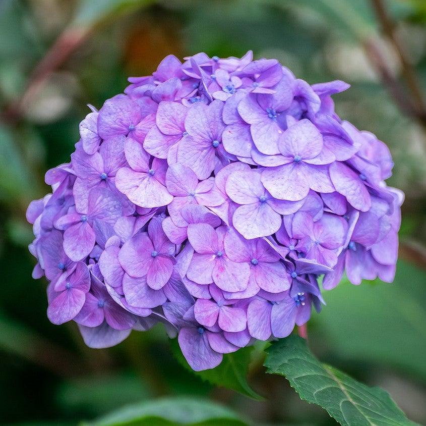 Hydrangea macrophylla 'Bailmer’ ~ Endless Summer® The Original Hydrangea-ServeScape