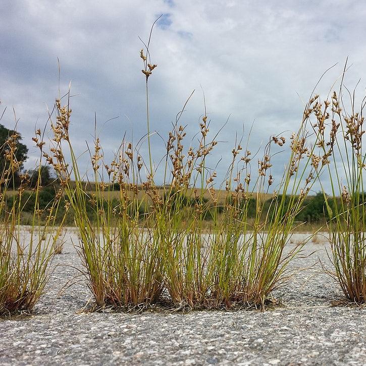 Juncus tenuis ~ Blue Dart Rush, Path Rush-ServeScape