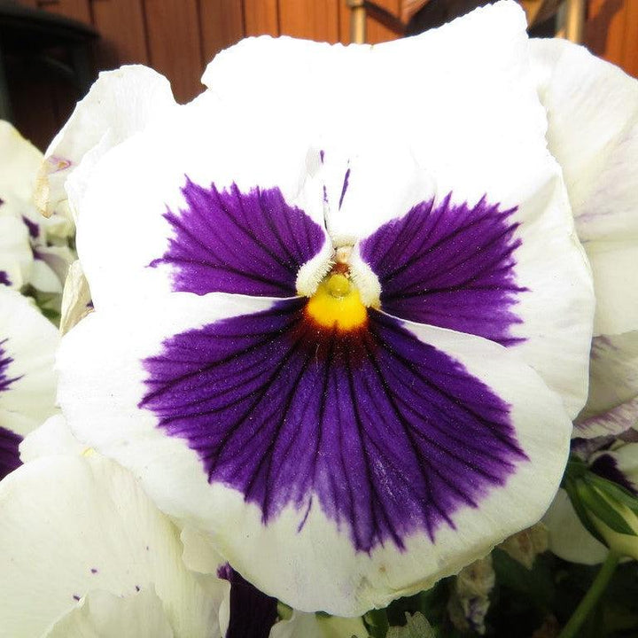Viola x wittrockiana 'Inspire DeluXXe White Blotch' ~ Inspire DeluXXe® White Blotch Pansy-ServeScape