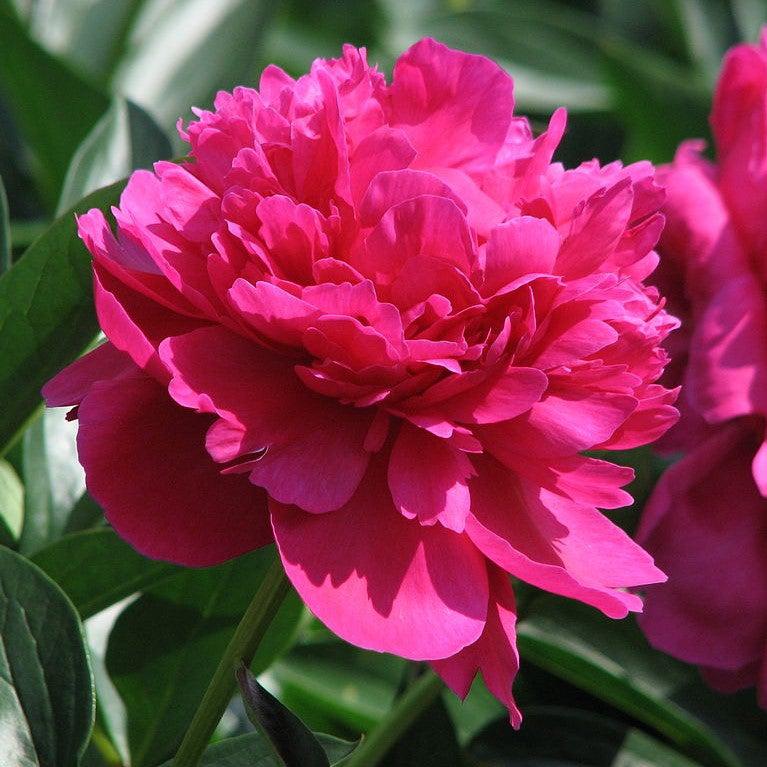 Paeonia lactiflora 'Kansas' ~ Kansas Peony-ServeScape