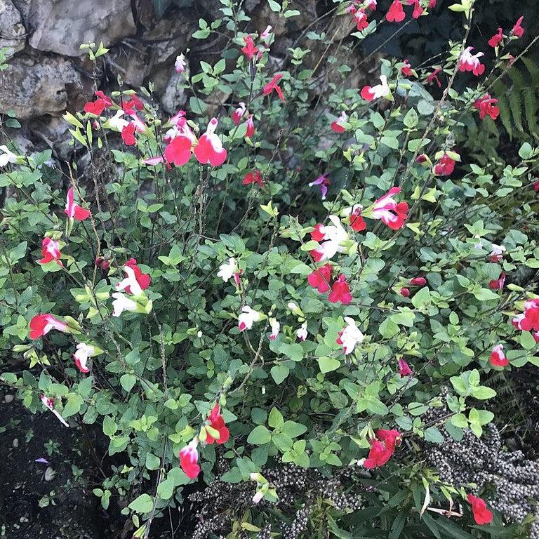 Salvia microphylla 'Hot Lips' ~ Hot Lips Salvia-ServeScape