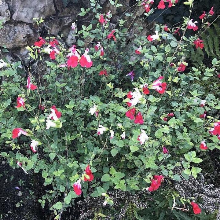 Salvia microphylla 'Hot Lips' ~ Hot Lips Salvia-ServeScape