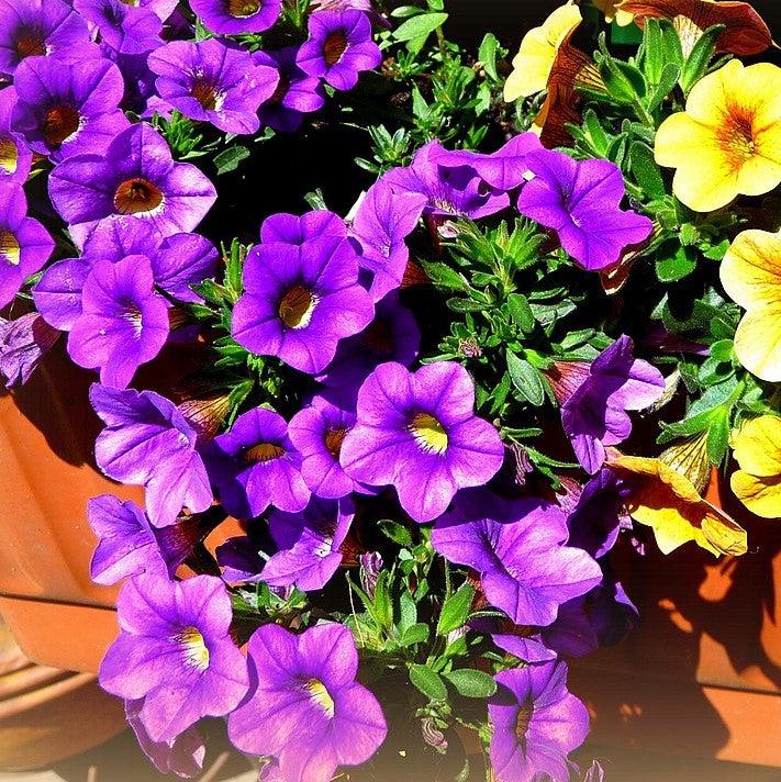 Calibrachoa 'Aloha Kona Dark Lavender' ~ Aloha Kona Dark Lavender Calibrachoa, Million Bells-ServeScape