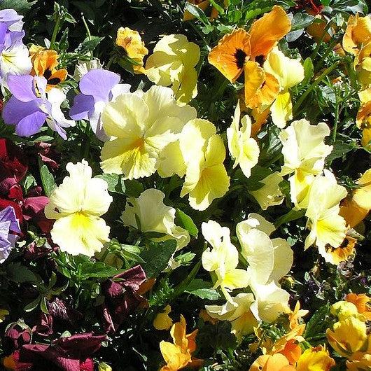 Viola x wittrockiana 'Cool Wave Lemon' ~ Cool Wave® Lemon Pansy-ServeScape