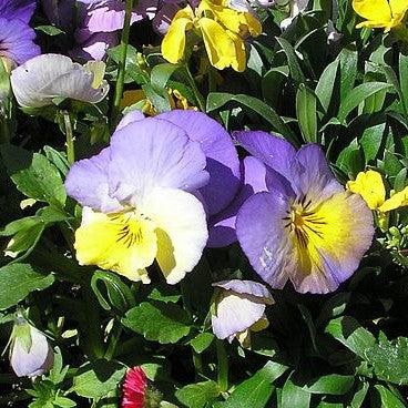 Viola x wittrockiana 'Cool Wave Blueberry Swirl' ~ Cool Wave® Blueberry Swirl Pansy-ServeScape