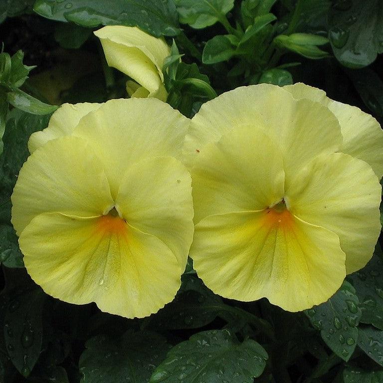 Viola x wittrockiana 'Cool Wave Lemon' ~ Cool Wave® Lemon Pansy-ServeScape