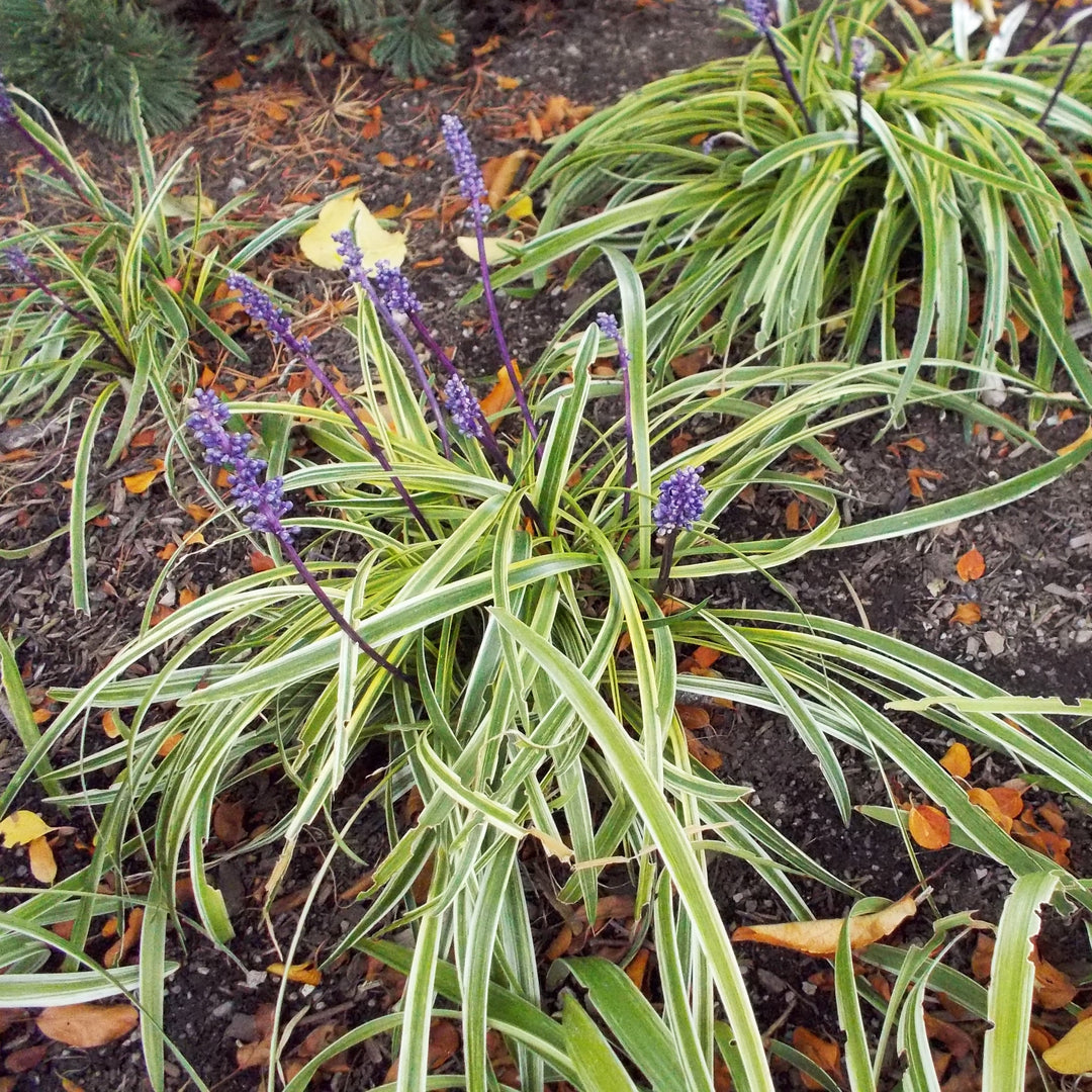 Liriope muscari 'Silvery Sunproof' ~ Silvery Sunproof Lilyturf-ServeScape