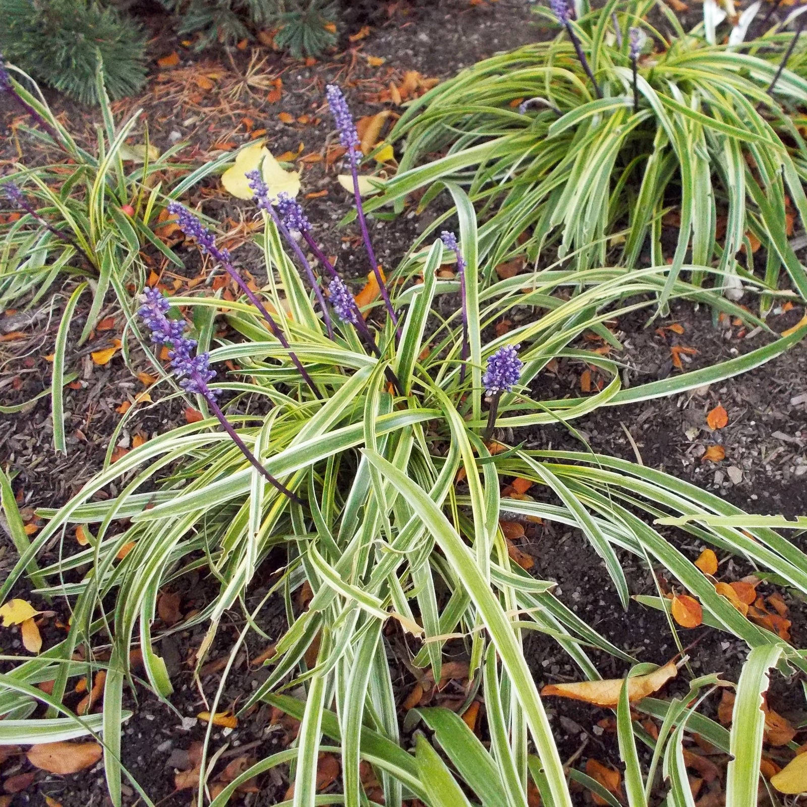 Liriope muscari 'Silvery Sunproof' ~ Silvery Sunproof Lilyturf-ServeScape