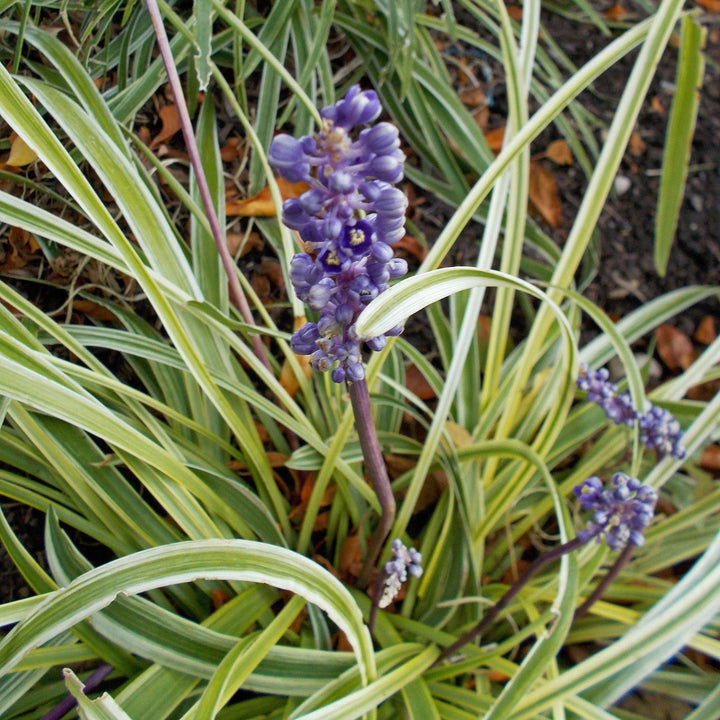 Liriope muscari 'Silvery Sunproof' ~ Silvery Sunproof Lilyturf-ServeScape