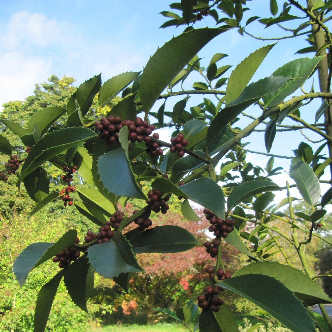 Ilex x koehneana ‘Wirt L. Winn’ ~ Wirt L. Winn Holly-ServeScape