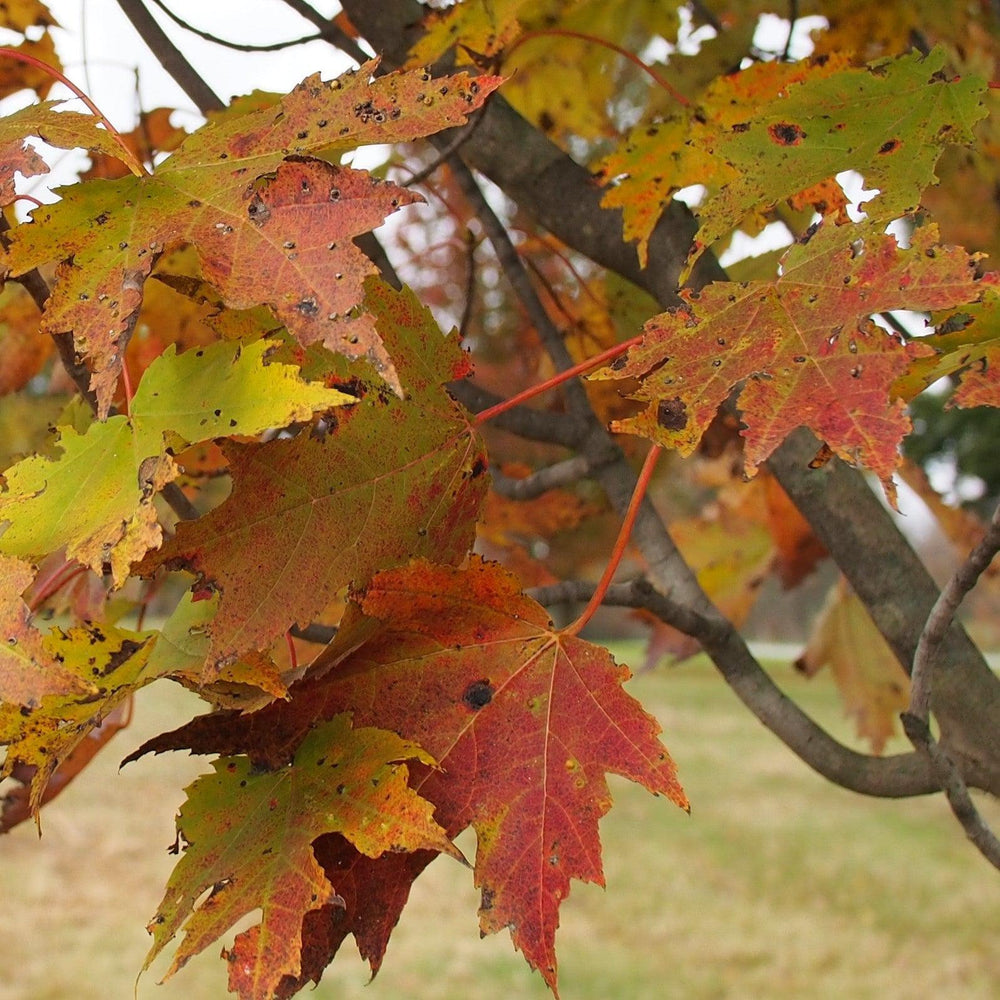 Acer rubrum 'Armstrong'~ Armstrong Red Maple-ServeScape