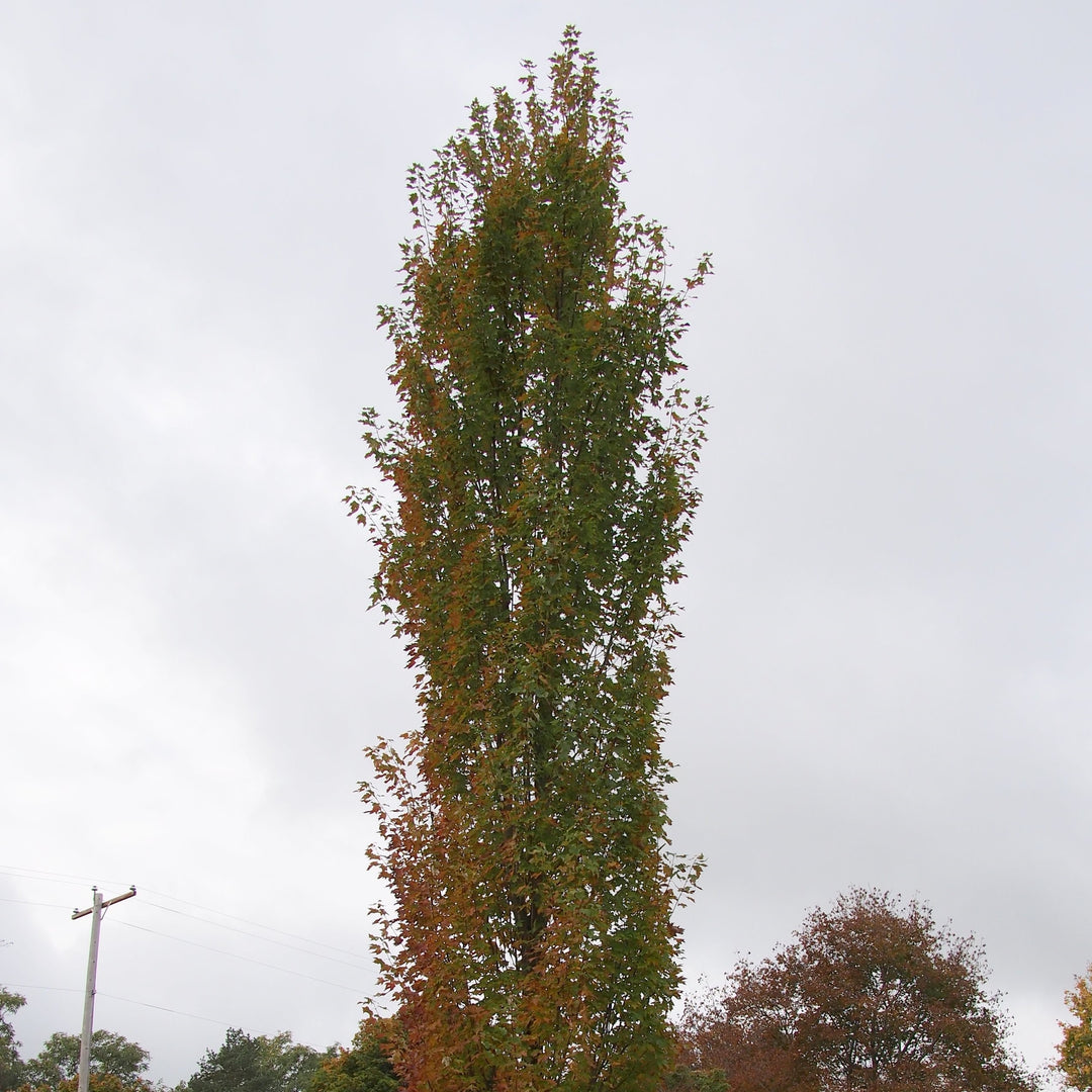 Acer rubrum 'JFS-KW78'~ Armstrong Gold® Red Maple-ServeScape